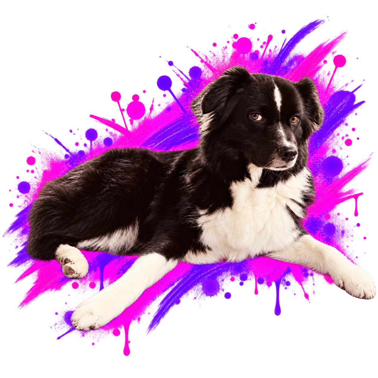 Schwarz-weisser Hund liegt entspannt vor pink-violetten Farbklecksen
